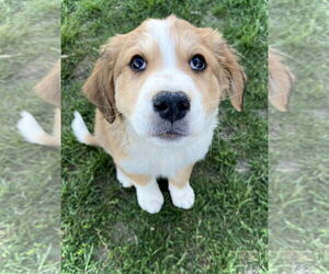 Border Collie-Great Pyrenees Mix Dogs for adoption in Estherville, IA, USA