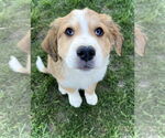 Small Border Collie-Great Pyrenees Mix