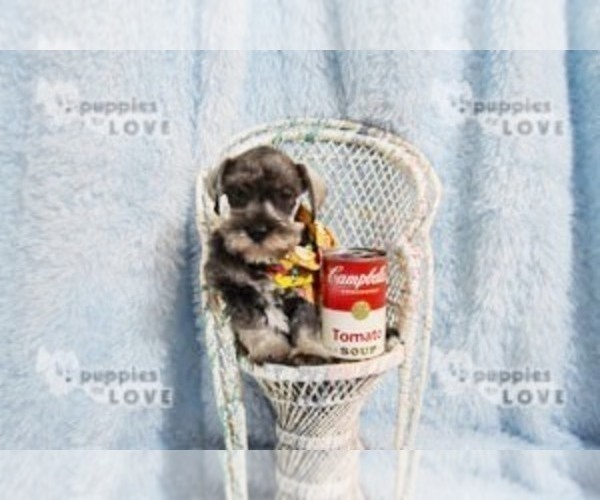 Medium Photo #11 Schnauzer (Miniature) Puppy For Sale in SANGER, TX, USA
