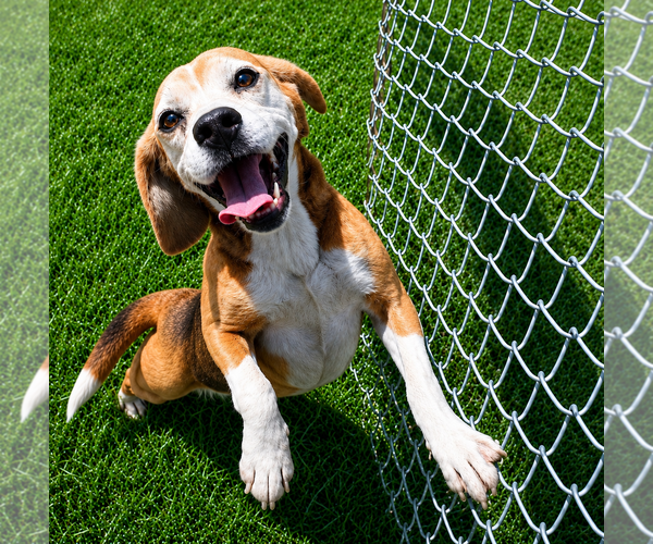 Medium Photo #2 Beagle Puppy For Sale in Dunnellon, FL, USA