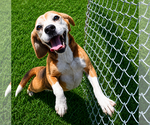 Small #1 Beagle