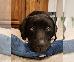 Mutt Dogs for adoption in Rockaway, NJ, USA