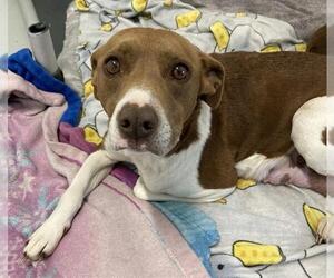 Mutt Dogs for adoption in Pacifica, CA, USA