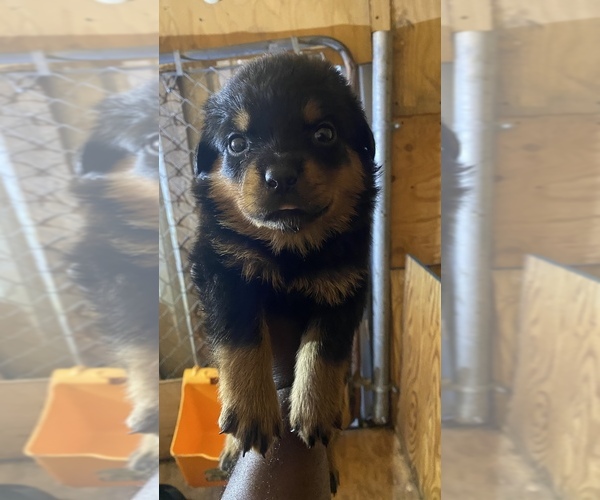 Medium Photo #3 Rottweiler Puppy For Sale in RICHLAND, GA, USA