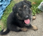 Small Photo #33 German Shepherd Dog Puppy For Sale in WINONA, MN, USA