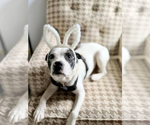 Medium Photo #5 Mutt Puppy For Sale in Mundelein, IL, USA