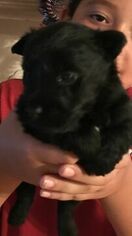 Scottish Terrier Puppy for sale in S BRUNSWICK, NC, USA
