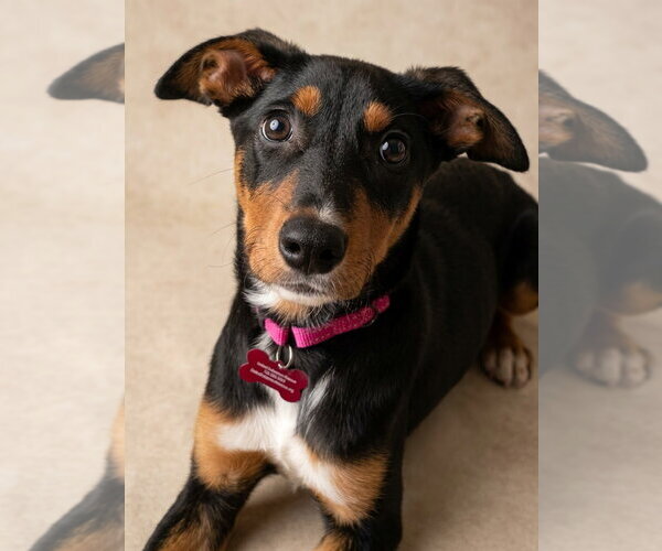 Medium Photo #1 Doberman Pinscher-Unknown Mix Puppy For Sale in Buffalo, MN, USA