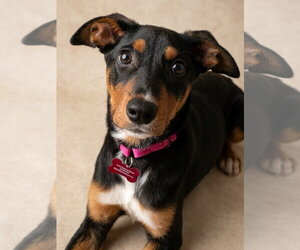 Blair Adoption Pending! - Female Doberman Pinscher-Unknown Mix Dog for Adoption