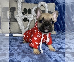 French Bulldog Puppy for sale in BOSTON, MA, USA