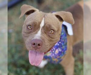 American Staffordshire Terrier-Unknown Mix Dogs for adoption in San Antonio, TX, USA