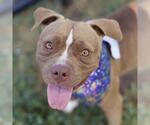 Small American Staffordshire Terrier Mix