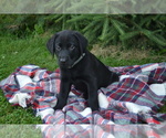 Puppy Ben Labrador Retriever