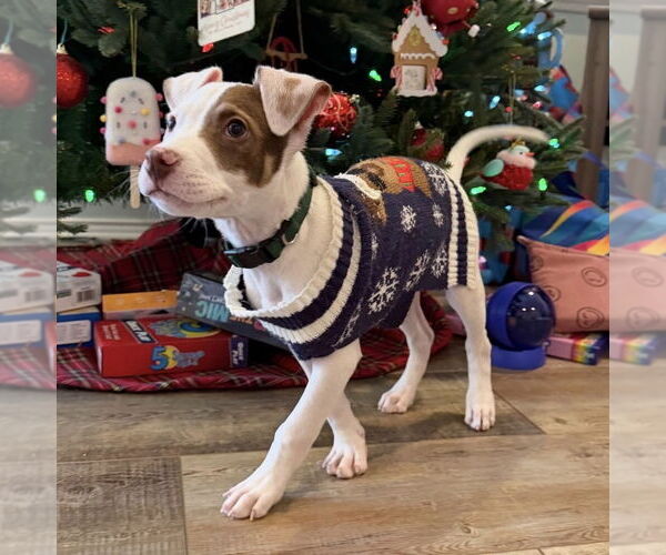 Medium Photo #3 Mutt Puppy For Sale in Clarkston, MI, USA