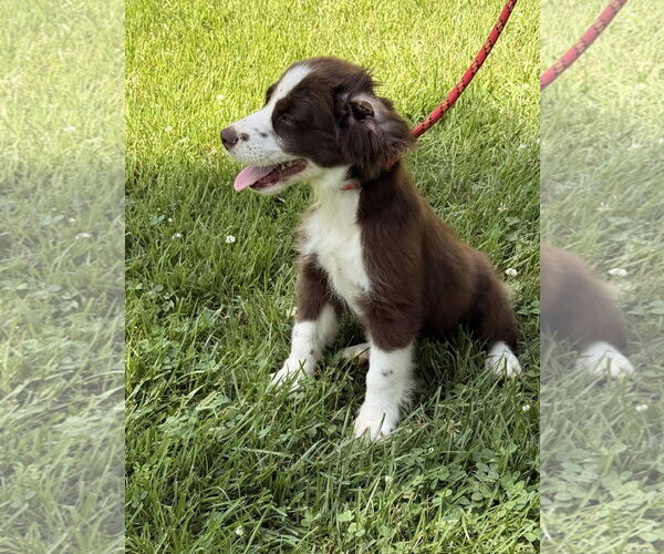 Medium Photo #2 Labrador Retriever Puppy For Sale in Yardley, PA, USA