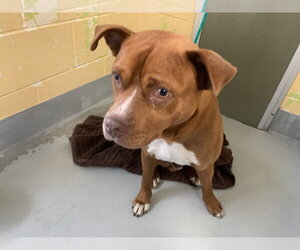 Mutt Dogs for adoption in Tulsa, OK, USA