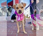 Small #5 Chihuahua Mix
