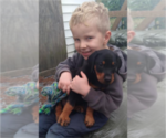 Small Photo #12 Doberman Pinscher Puppy For Sale in MOUNT OLIVE, NC, USA