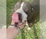Small #2 Staffordshire Bull Terrier