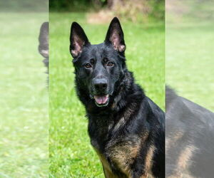 German Shepherd Dog Dogs for adoption in Mooresville, NC, USA