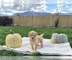 Small Photo #32 Poodle (Standard) Puppy For Sale in GARDNERVILLE, NV, USA