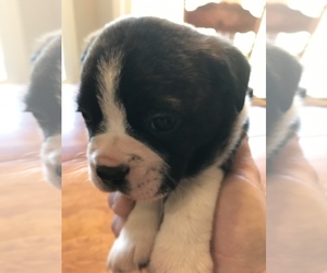 Boston Terrier Puppy for sale in GRAY COURT, SC, USA