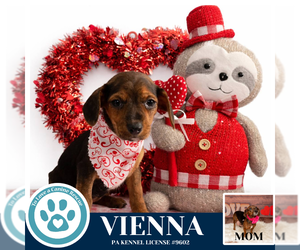 Doxle Dogs for adoption in Kimberton, PA, USA