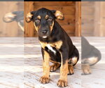 Small Photo #2 Australian Shepherd-Rottweiler Mix Puppy For Sale in Southbury, CT, USA