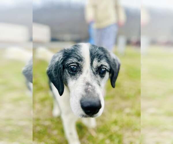 Medium Photo #10 Australian Shepherd-Unknown Mix Puppy For Sale in Hinton, WV, USA