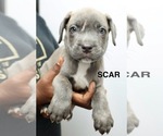 Puppy Scar Cane Corso