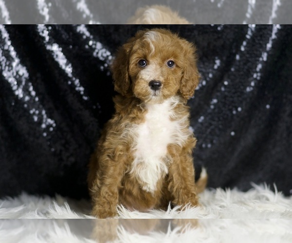 Medium Photo #5 Goldendoodle (Miniature) Puppy For Sale in WARSAW, IN, USA