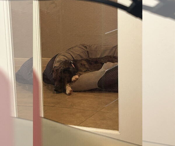 Medium Photo #9 Australian Shepherd Puppy For Sale in The Woodlands, TX, USA