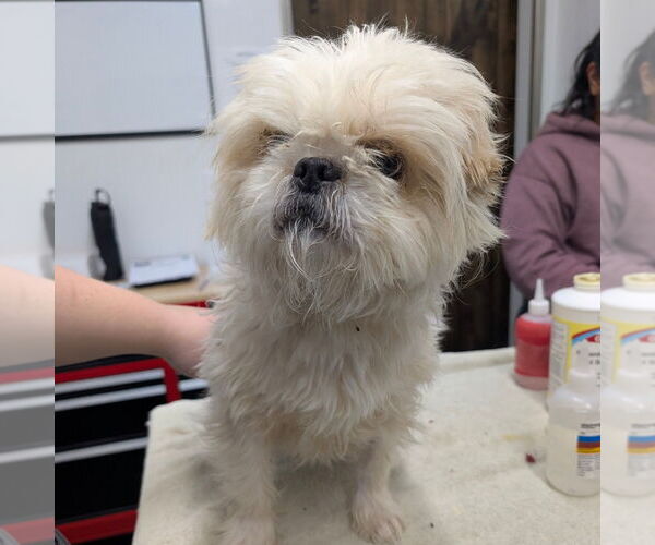 Medium Photo #1 Lhasanese Puppy For Sale in Chico, CA, USA