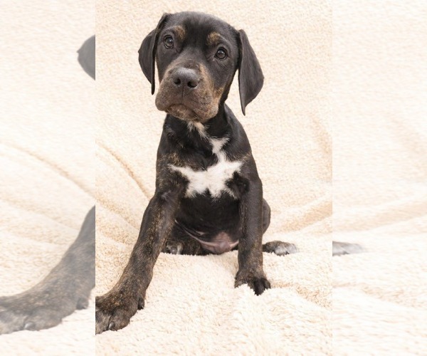 Medium Photo #2 Boxer-Unknown Mix Puppy For Sale in Duluth, MN, USA