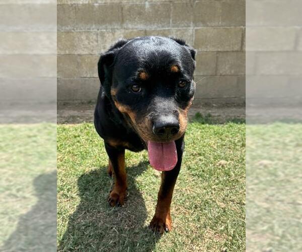 Medium Photo #1 Rottweiler Puppy For Sale in Riverside, CA, USA