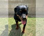 Small Rottweiler