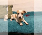 Small #1 Chihuahua Mix