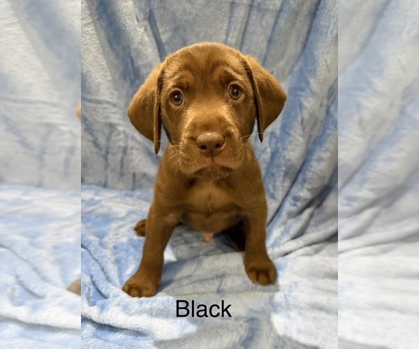 Medium Photo #1 Labrador Retriever Puppy For Sale in LAKEWOOD RANCH, FL, USA