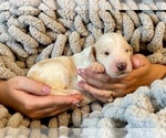 Small Photo #4 Goldendoodle Puppy For Sale in DANIELSVILLE, GA, USA