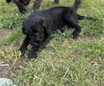 Small #12 Labradoodle
