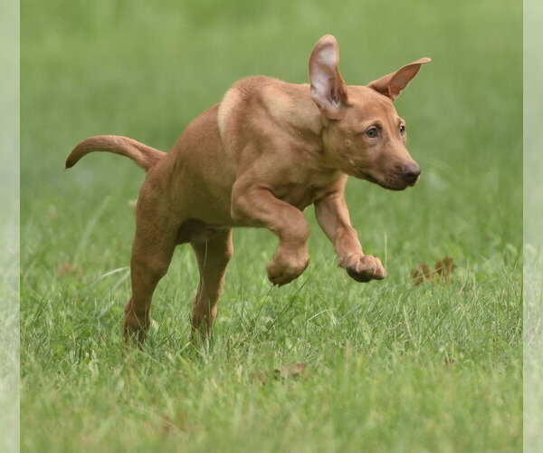 Medium Photo #10 Labrador Retriever Puppy For Sale in Mechanicsburg, PA, USA