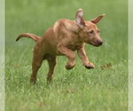 Small #9 Labrador Retriever