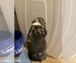 Small #9 Boston Terrier
