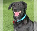 Small #8 Labrador Retriever Mix