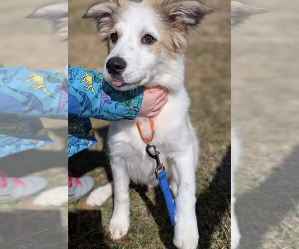 Medium Photo #3 Great Pyrenees-Unknown Mix Puppy For Sale in Oak Bluffs, MA, USA