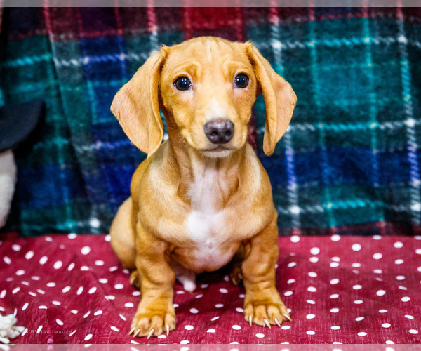 Medium Photo #1 Dachshund Puppy For Sale in WAKARUSA, IN, USA