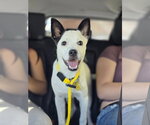 Small #10 Chihuahua Mix