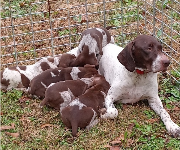 Medium Photo #11 German Shorthaired Pointer Puppy For Sale in ALFORD, FL, USA