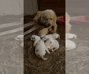 Great Pyrenees Puppy for sale in MARTIN, TN, USA