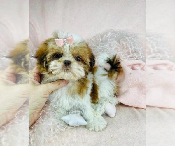Medium Photo #18 Shih Tzu Puppy For Sale in MIAMI, FL, USA